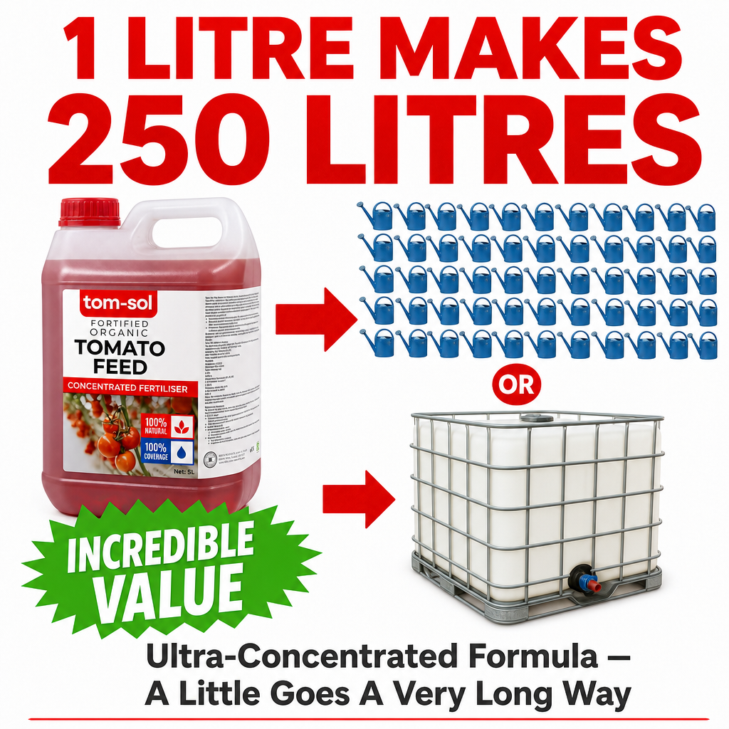 Tomato Feed