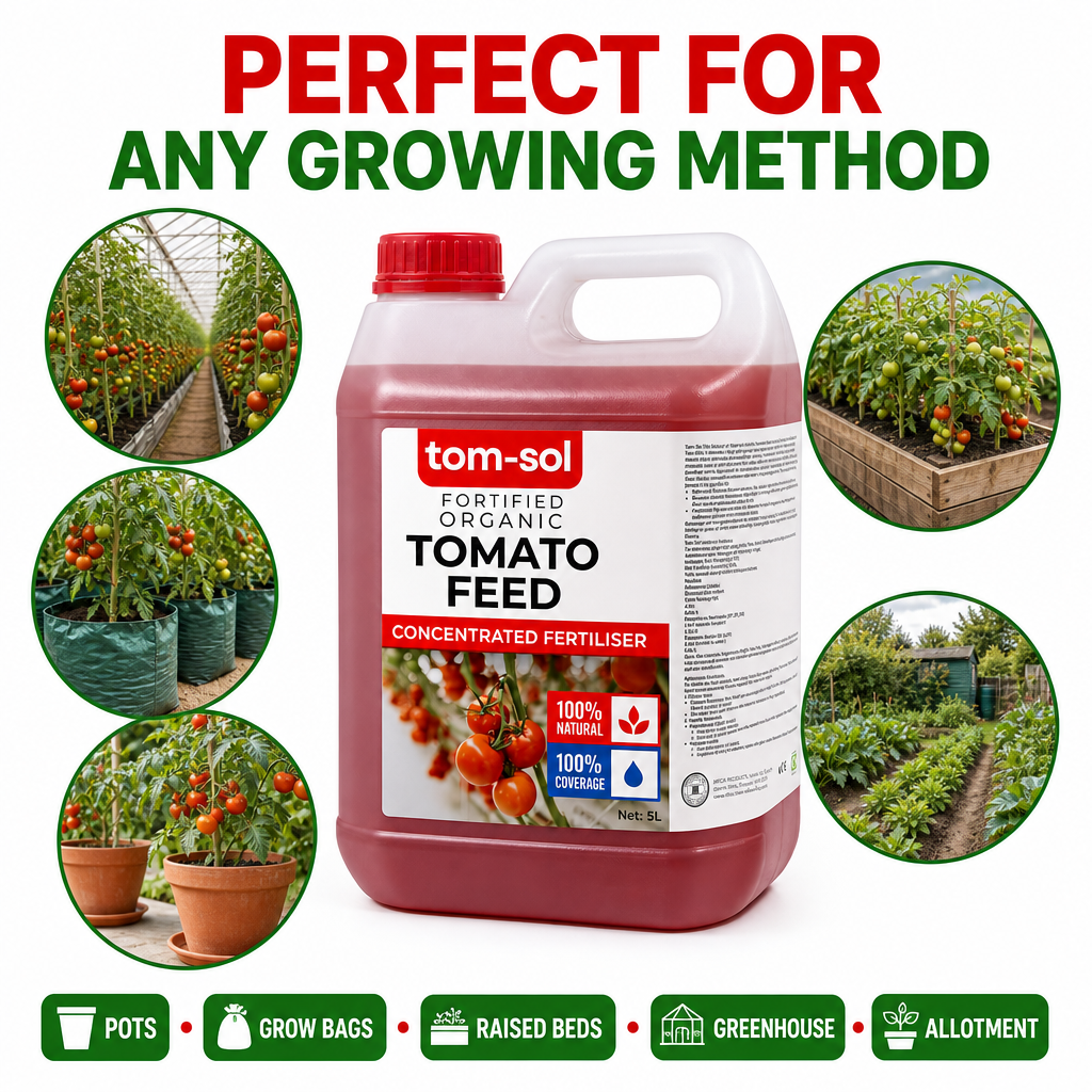 Tomato Feed