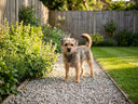 Dog standing on a Pro-Hold bonded gravel path — pet-safe once cured